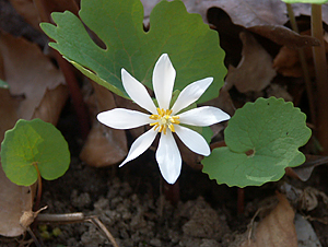 Bloodroot