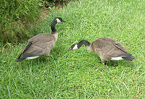 Canada geese