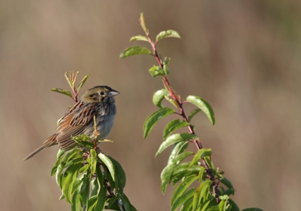 Henslow's Sparrow by Eric Williams