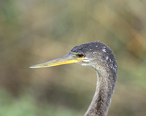 Anhinga