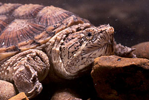 Common Snapping Turtle