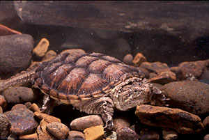 Common Snapping Turtle