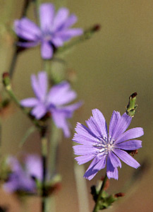 Chicory