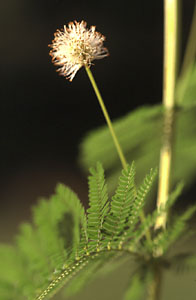 Illinois Bundleflower