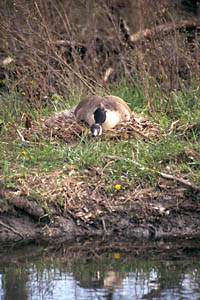 Canada Goose on nest