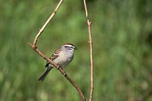 Chipping Sparrow