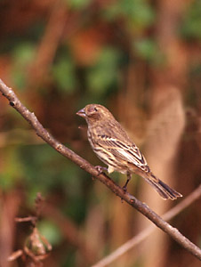 House Finch with conjunctivitis