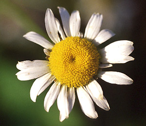 Oxeye Daisy