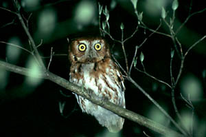 Eastern Screech-owl