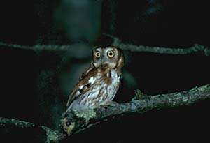 Eastern Screch-owl