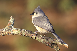 Tufted Titmouse