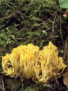Yellow-tipped Coral