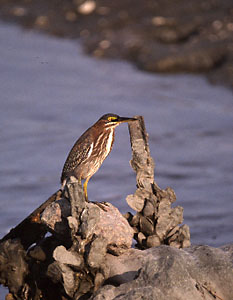 Green Heron juvenile