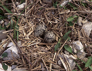 Killdeer nest with eggs