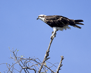 Osprey