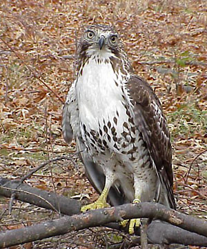 Red-tailed Hawk (captive)