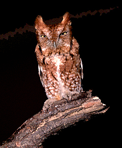 Eastern Screech-owl