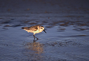 Sanderling