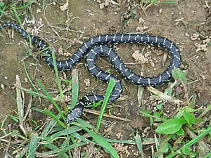 Black Kingsnake juvenile