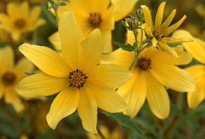 Tickseed Sunflower