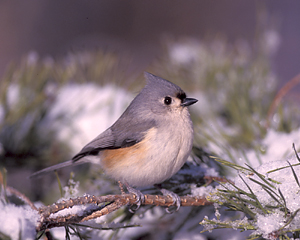 Tufted Titmouse