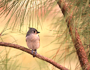 Tufted Titmouse
