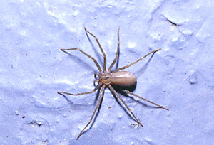 Brown Recluse